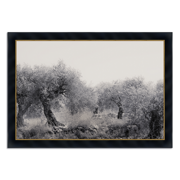 Northern Israel olive grove photo. 'Olive Grove' modern Christian art on metal with Concerto Black with Gold  frame by Reflections of Christ.