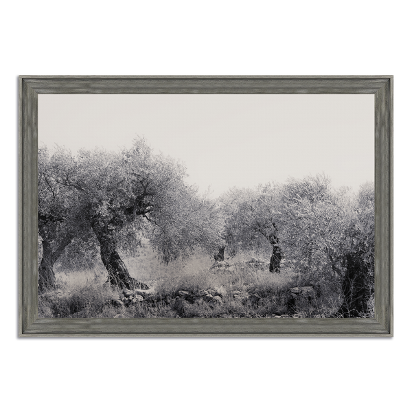 Northern Israel olive grove photo. 'Olive Grove' modern Christian art on metal with Driftwood Gray frame by Reflections of Christ.