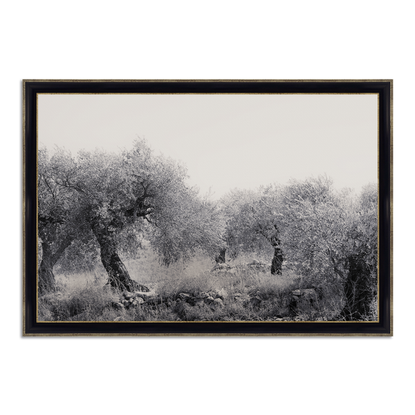 Northern Israel olive grove photo. 'Olive Grove' modern Christian art on metal with Framers Black with Gold frame by Reflections of Christ.
