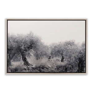 Northern Israel olive grove photo. 'Olive Grove' modern Christian art on metal with silver frame by Reflections of Christ.
