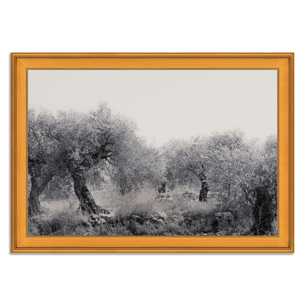 Northern Israel olive grove photo. 'Olive Grove' modern Christian art on metal with Plein Air Gold frame by Reflections of Christ.