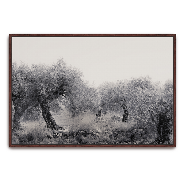 Northern Israel olive grove photo. 'Olive Grove' modern Christian art on metal with Espresso frame by Reflections of Christ.