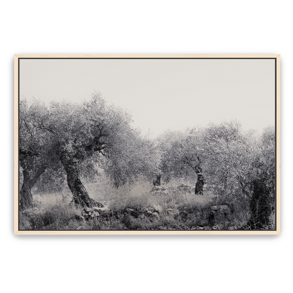 Northern Israel olive grove photo. 'Olive Grove' modern Christian art on metal with Maple frame by Reflections of Christ.