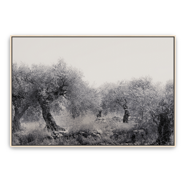 Northern Israel olive grove photo. 'Olive Grove' modern Christian art on metal with Natural Wood frame by Reflections of Christ.
