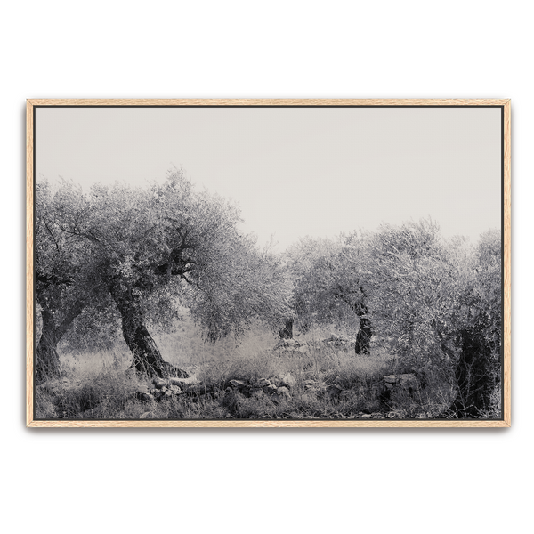 Northern Israel olive grove photo. 'Olive Grove' modern Christian art on metal with Oak frame by Reflections of Christ.
