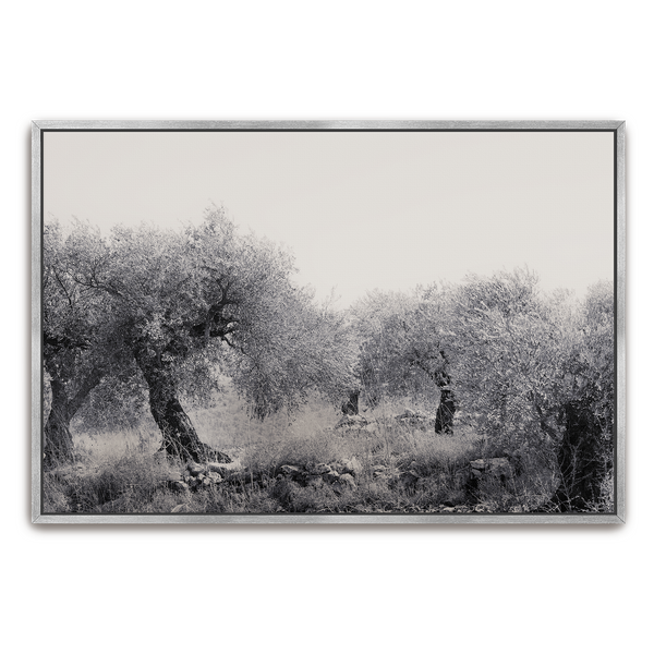 Northern Israel olive grove photo. 'Olive Grove' modern Christian art on metal with silver frame by Reflections of Christ.