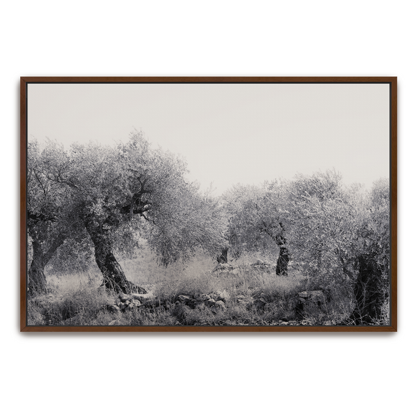 Northern Israel olive grove photo. 'Olive Grove' modern Christian art on metal with Walnut frame by Reflections of Christ.