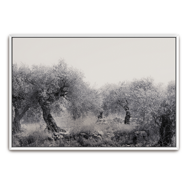 Northern Israel olive grove photo. 'Olive Grove' modern Christian art on metal with white frame by Reflections of Christ.