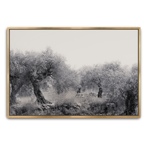 Northern Israel olive grove photo. 'Olive Grove' modern Christian art on metal with gold frame by Reflections of Christ.