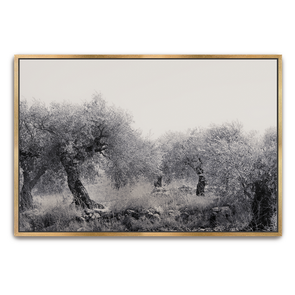 Northern Israel olive grove photo. 'Olive Grove' modern Christian art on metal with gold frame by Reflections of Christ.