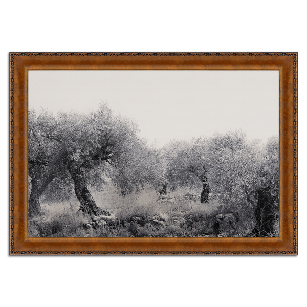 Northern Israel olive grove photo. 'Olive Grove' modern Christian art on metal with Vintage Copper frame by Reflections of Christ.